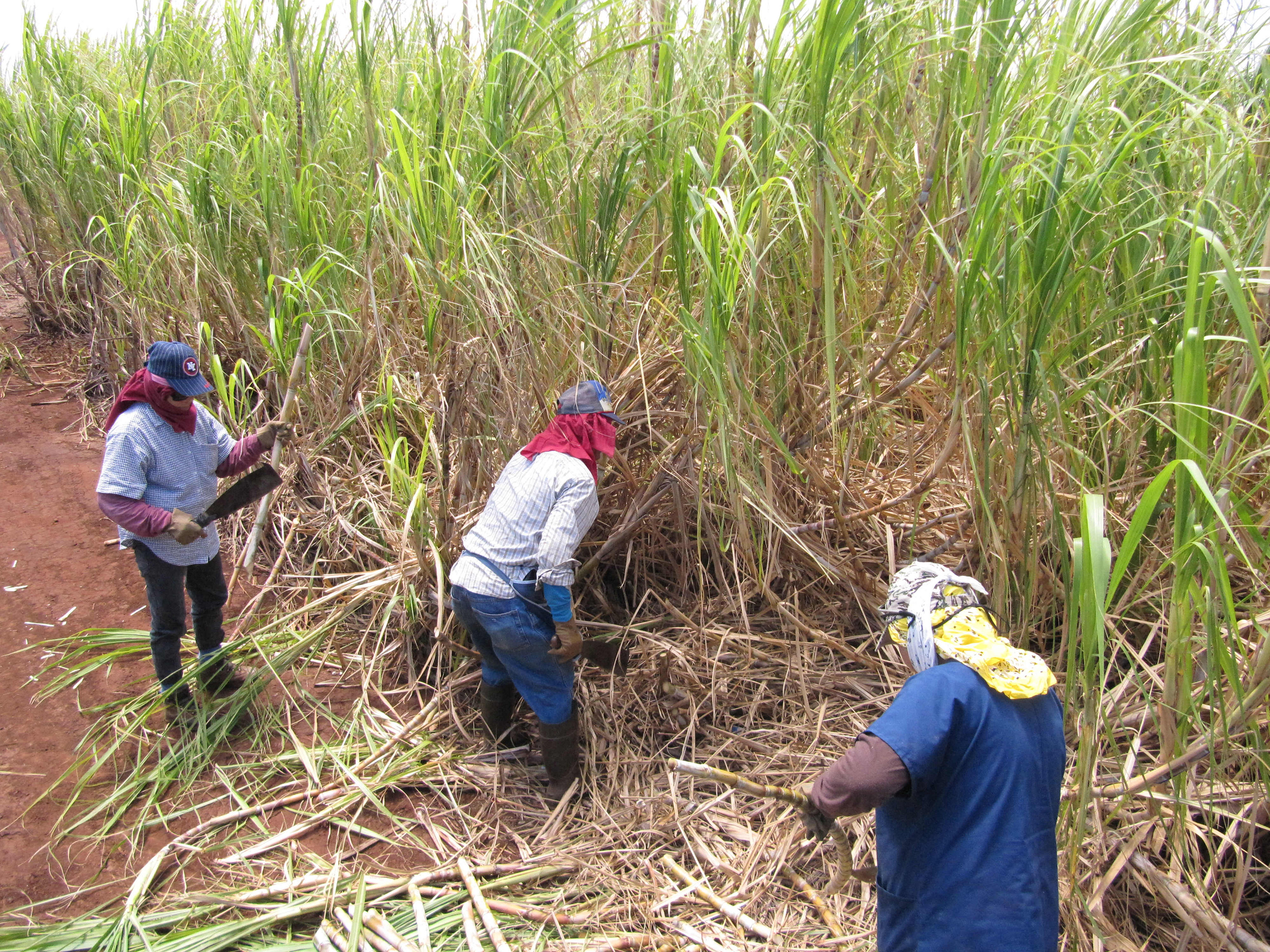 Three workers stand in a sugar cane field with machetes, chopping the cane.