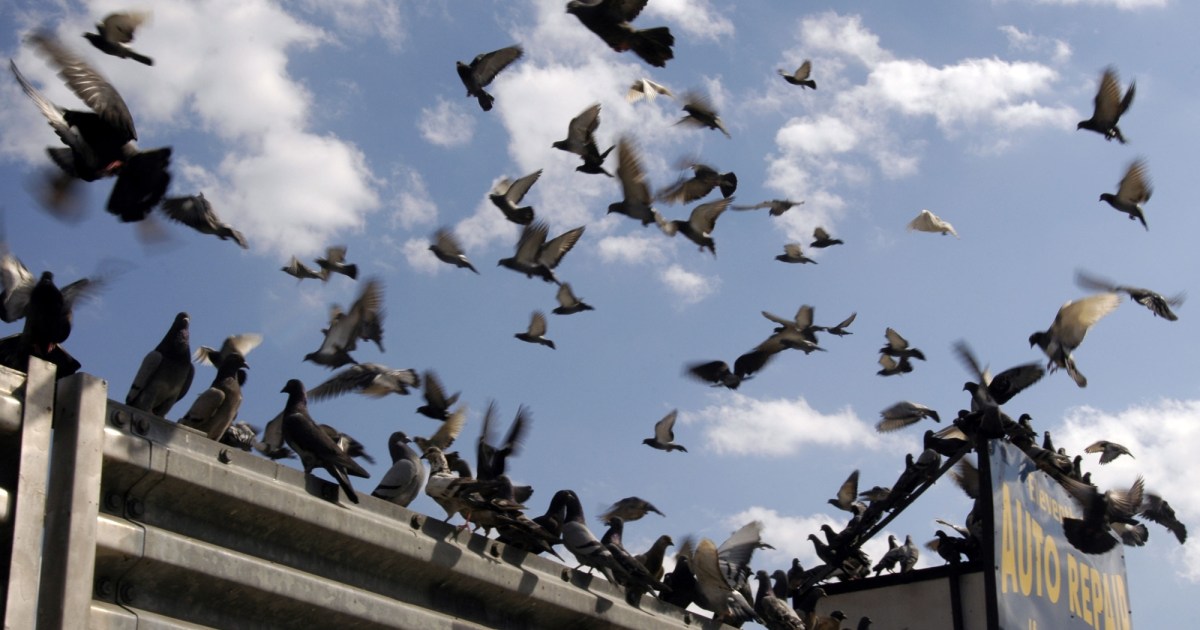 Urban Birds Found to Harbor Antibiotic-Resistant Bacteria