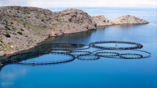 Multiple rings of cages for fish farming sit in the blue Mediterranean sea in Croatia.