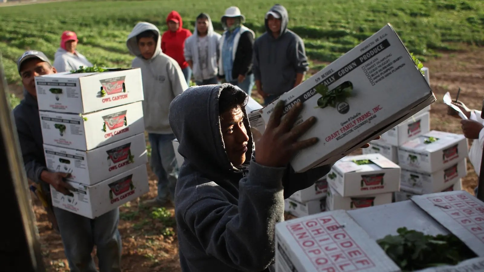 Trump’s Proposed Mass Deportations Could “Decimate” America’s Food Supply 1