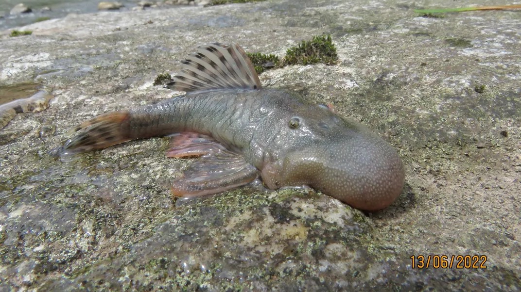 A gray fish with spiked top fin and a bulbous head