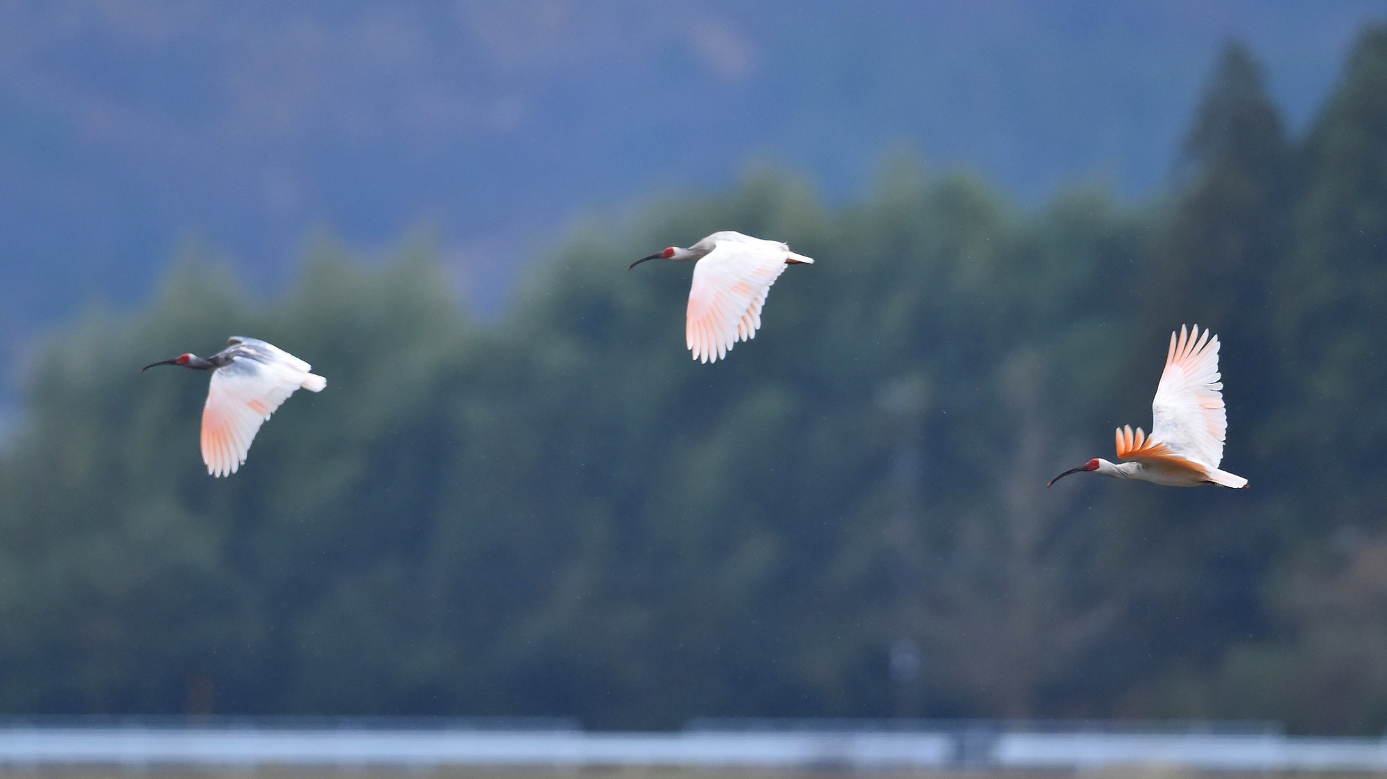 This Near-Extinct Bird Has Returned to the Rice Fields of Japans Sado Island