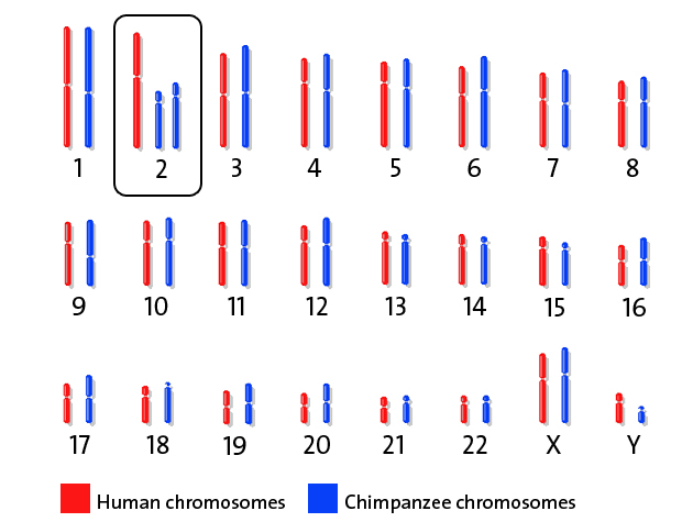 You Share 98.7 Percent of Your DNA With This Sex-Obsessed Ape – Mother