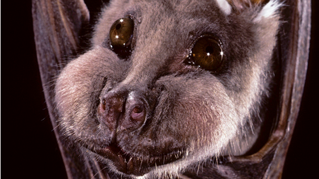 cute baby fruit bats