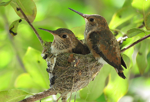 Thursday Hummingbird Blogging – 19 March 2015 – Mother Jones