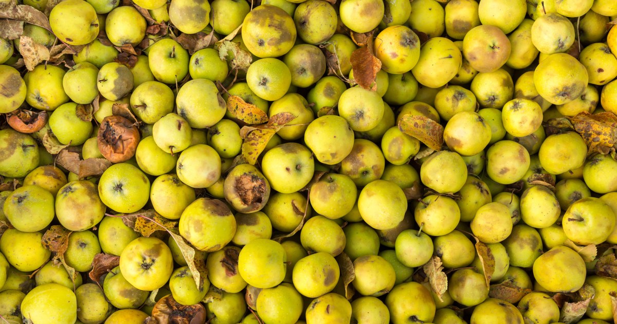 This Startup Is Turning Leftover Beer Into Delicious Snacks – Mother Jones