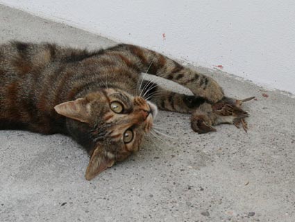 Dead sales stray cat