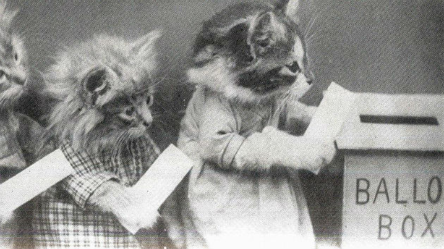 Here Is A Picture Of Cats Voting – Mother Jones