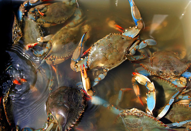 Is Gulf Seafood Really “Safe”? – Mother Jones