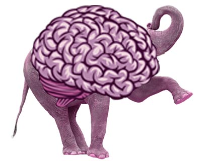 Brain Of A Conservative Republican