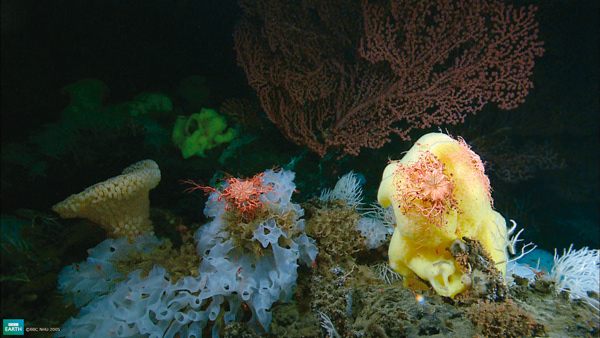 Corals and other marine invertebrates make up 95 percent of life in the oceans and are responsible for a tenth of the planet's land.