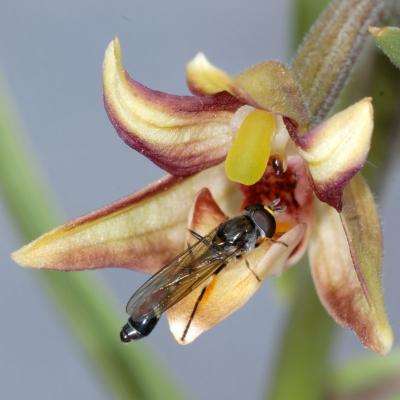 Eastern marsh helleborine (Epipactis veratrifolia), an orchid species, has successfully lured a hoverfly of the genus Ischiodon by mimicking alarm pheromones usually emitted by aphids. Credit: MPI Chemical Ecology, Johannes Stökl