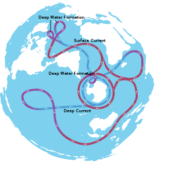 The gobal convereyer, or thermohaline system, with surface currents in red, deep cold currents in blue. Image by Avsa, courtesy Wikiemdia Commons.