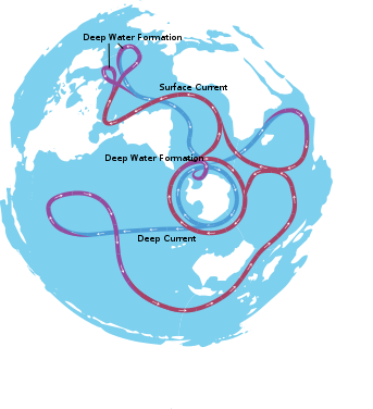 Global thermohaline circulation, aka the ocean conveyor belt. Credit: Avsa via Wikimedia Commons. 