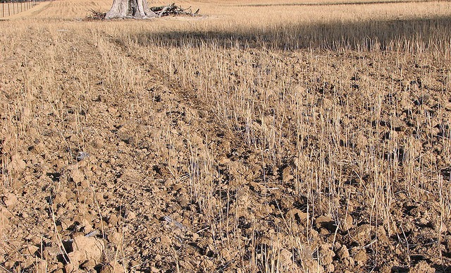 Wheat crop withered by drought.: David Kelleher via Flickr.