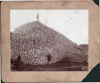 Bison skulls waiting to be ground for fertilizer, circa 1870.: Burton Historical Collection/Detroit Public Library