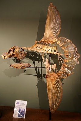 Skeleton of an ocean sunfish, Mola mola, Naturhistorisches Museum Wien. Credit: Sandstein, courtesy Wikimedia Commons.