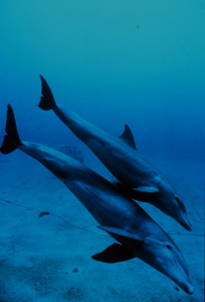 Mother and calf bottlenose dolphins. Photo by M. Herko, courtesy NOAA, via Wikimedia Commons.