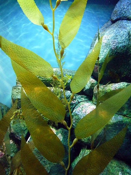 Kelp. Credit: FASTILY via Wikimedia Commons.