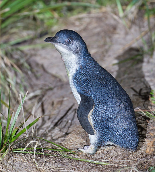 Little blue penguin.: Credit: Noodle snacks via Wikimedia Commons.