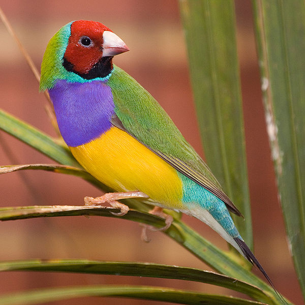 Male Gouldian finch. Credit: Martybugs, courtesy Wikimedia Commons.