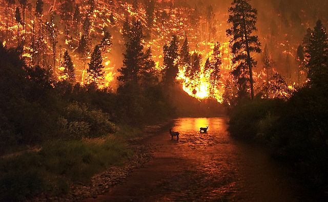 Deer and wildfire, Montana.: John McColgan, USFS, via Wikimedia Commons.