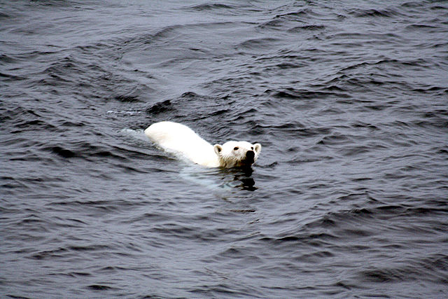Polar bear.: Credit: Mila Zinkova via Wikimedia Commons.
