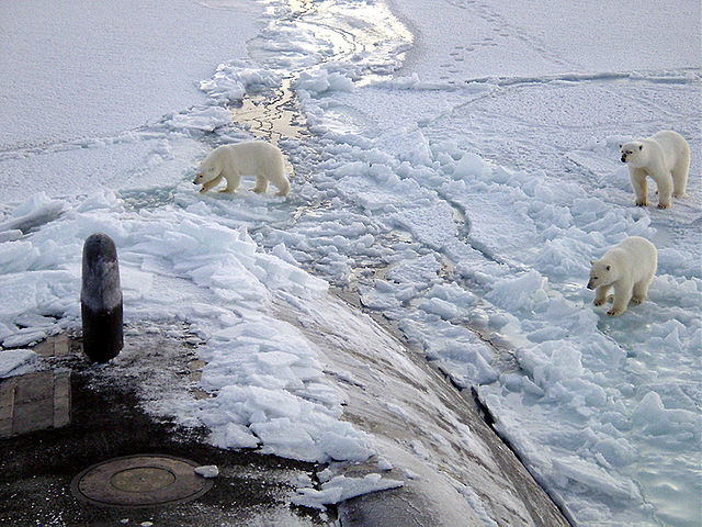 Polar bears approach the submarine USS Honolulu (SSN 718) while surfaced 280 miles from the North Pole. : Credit: Chief Yeoman Alphonso Braggs, US Navy.