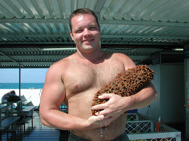 Man, sea cucumber.: Credit: Fritz Geller-Grimm via Wikimedia Commons.