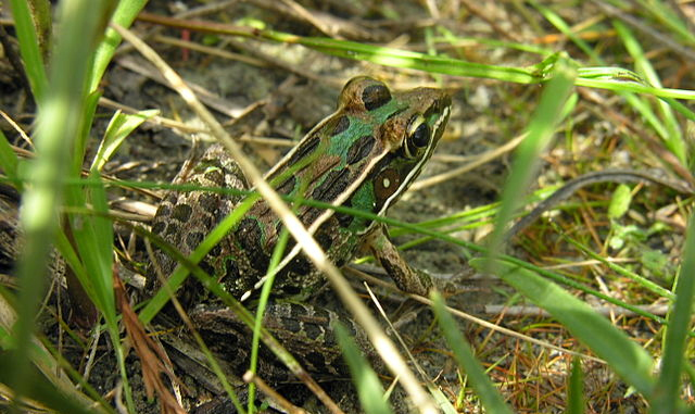 Southern leopard frog (Rana sphenocephalus): Coveredinsevindust via Wikimedia Commons.