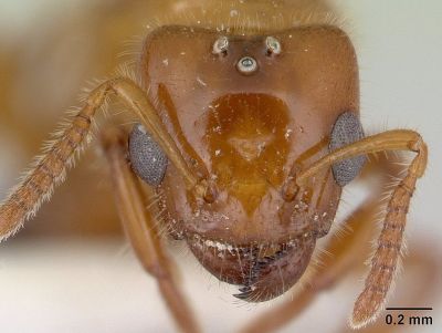 Head view of ant Petalomyrmex phylax. Credit: AntWeb.org, courtesy Wikimedia Commons.
