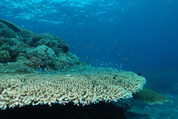 Photograph of Acropora pulchra by Albert Kok at nl.wikipedia, courtesy Wikimedia Commons.