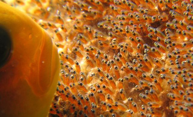 Anemonefish protecting its eggs.: Credit: Silke Baron via Wikimedia Commons.