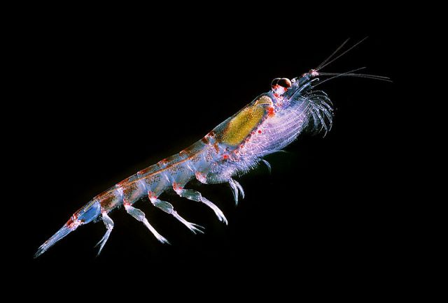 Antarctic krill.: Credit: Uwe Kils via Wikimedia Commons.