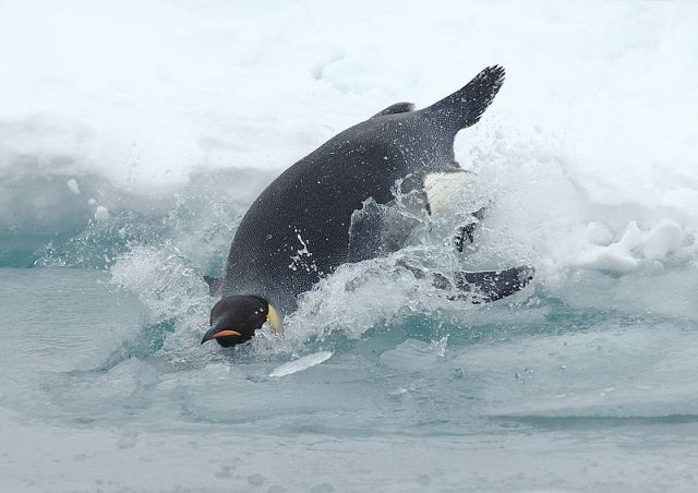 Credit: Antarctic Photo Library of the US Antarctic Program, courtesy Wikipedia Commons.