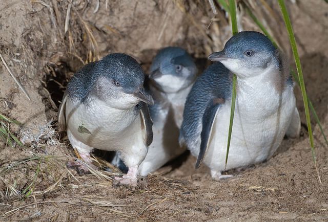 A family of little blue penguins, Eudyptula minor, exit their nest burrow.: Credit: Noodle snacks via Wikimedia Commons.