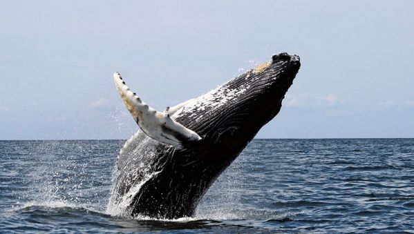 Humpback whale. Photo by Whit Welles Wwelles14, via Wikimedia Commons.