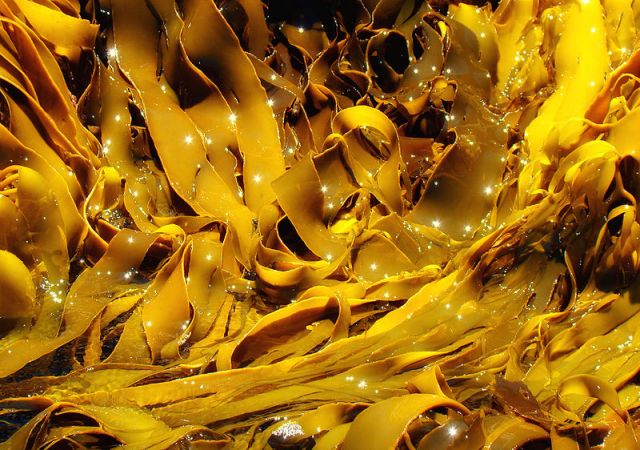 Kelp.: Credit:Bjørn Christian Tørrissen via Wikimedia Commons.