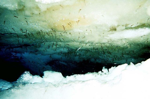 Antarctic krill grazing on algae living on the underside of sea ice.: Credit: Uwe Kils via Wikimedia Commons.