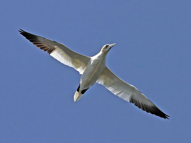Northern gannet in flight. : Credit: Andreas Trepte via Wikimedia Commons.
