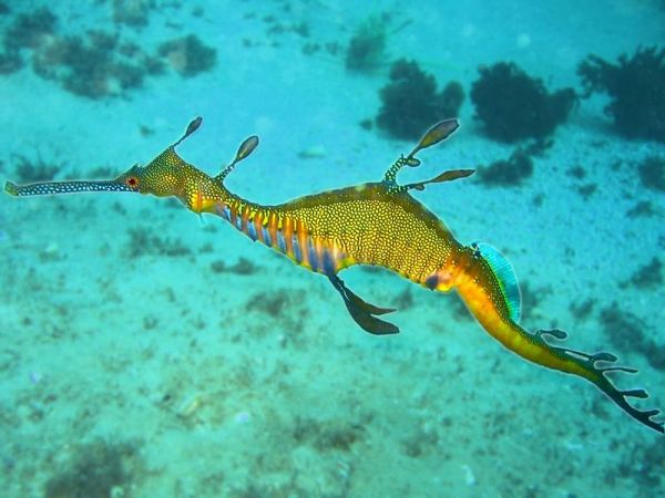 Weedy sea dragon, Phyllopteryx taeniolatus. Credit: Richard Ling, Rling via Wikimedia Commons.
