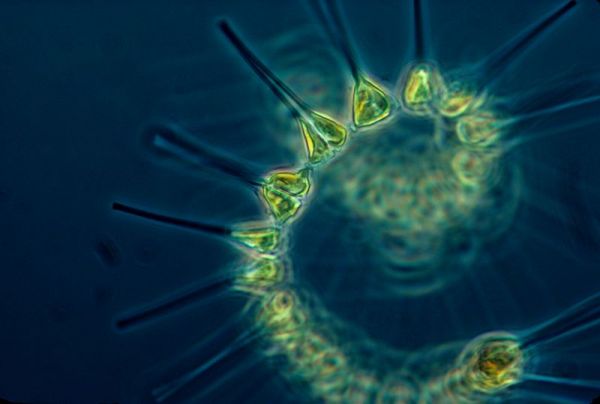 Phytoplankton. Credit: NOAA MESA Project.