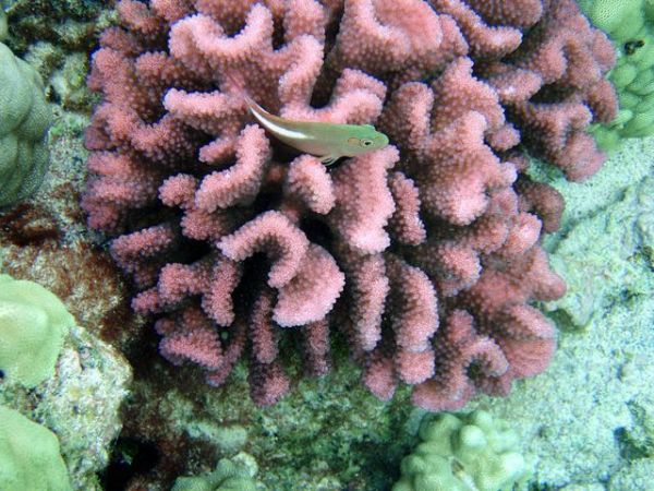 The losers: Pocillopora corals. Credit: Mila Zinkova at Wikimedia Commons.