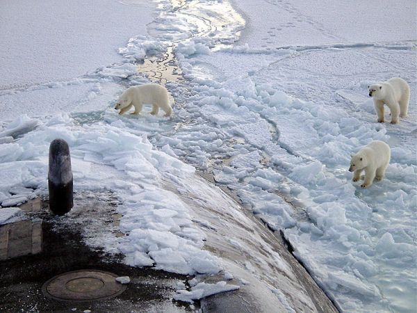 Polar bears investigate the USS Honolulu 28 miles from the North Pole. Credit: Chief Yeoman Alphonso Braggs, US-Navy.
