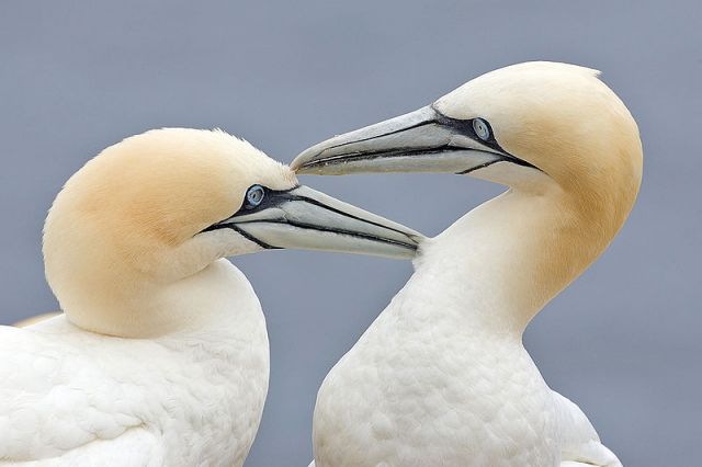 A bonded pair of northern gannets.: Credit: Alan D. Wilson via Wikimedia Commons.