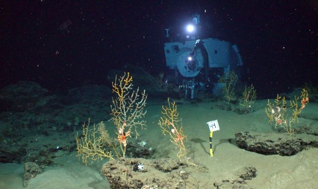 During six dives in Alvin, the team collected sediments and samples of the corals and filtered the brown material off of the corals for analysis: courtesy of Chuck Fisher, Pennsylvania State University, and Timothy Shank, WHOI. Deep-sea time-lapse camera system provided by WHOI-MISO.