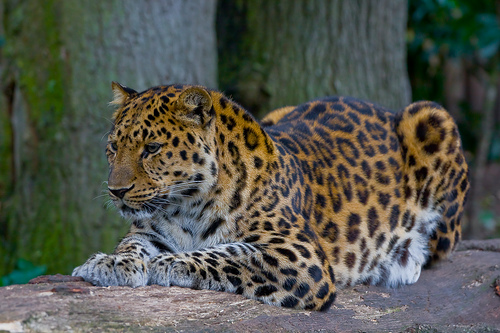 Credit: Amur Leopard via Wikimedia Commons.