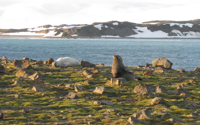 Antarctic fur seal (right), Weddell seal (left), Penguin Island, South Shetland Islands, Antarctica.: Credit: © Julia Whitty.