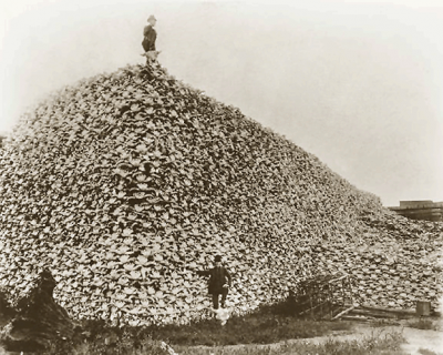 American Bison skull heap. There were as few as 750 bison in 1890 from economic-driven overhunting. Image courtesy Wikimedia Commons.