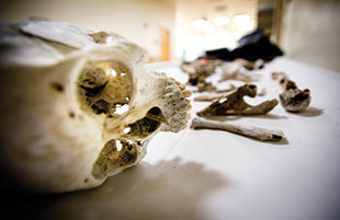 Bones of a presumed crosser discovered near Tucson by a woman on horseback.